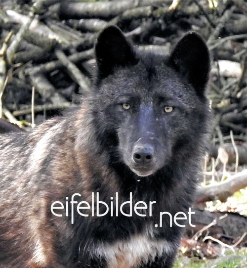 Wolf (Timberwolf) Wolf (Timberwolf)