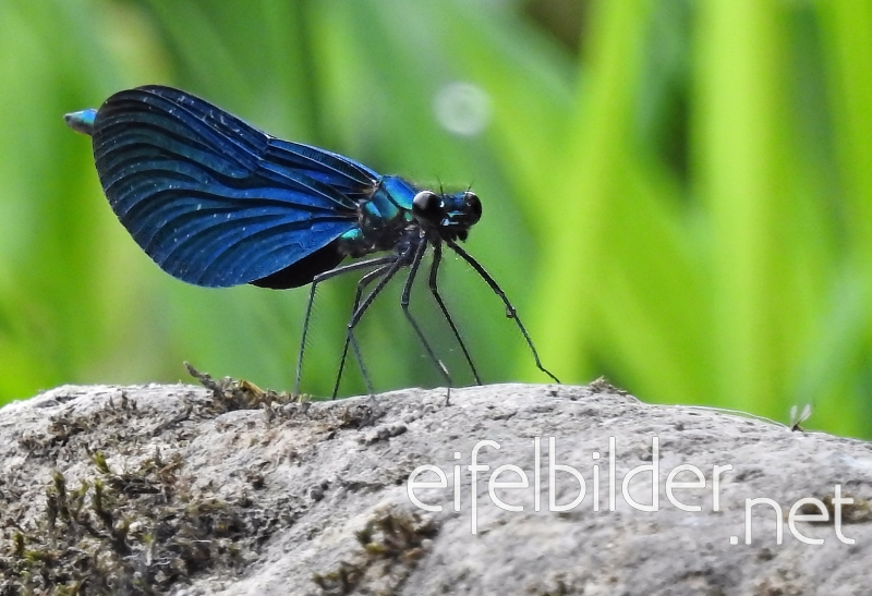 Prachtlibelle, fotografiert in der Eifel Prachtlibelle, fotografiert in der Eifel