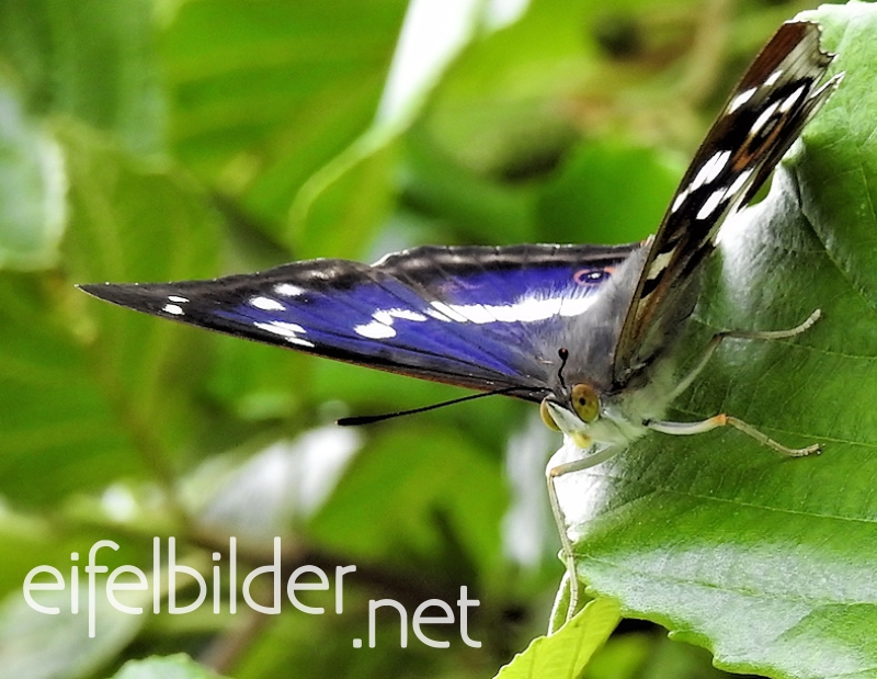 großer Schillerfalter, Apatura Iris großer Schillerfalter, Apatura Iris